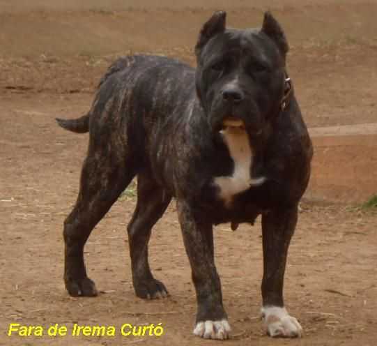 Fara de Irema Curto