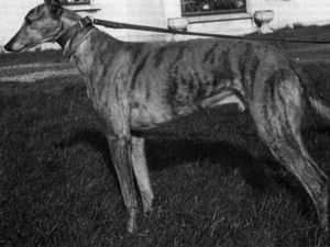 Skellis Tiger