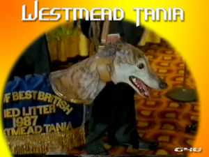 Westmead Tania