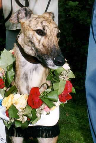 Ballyhoe Jack