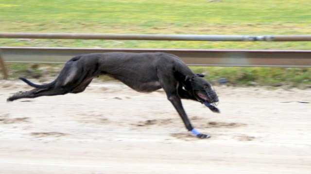 Zorro de Torenvalk