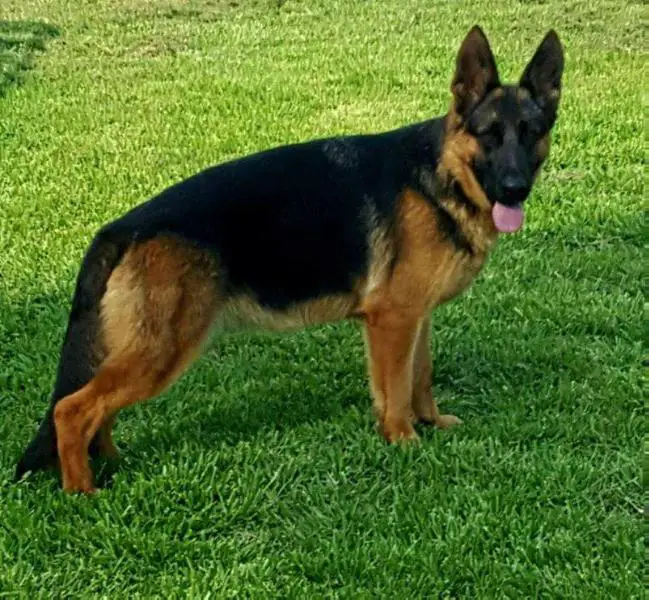 my lab puppy wont stop biting