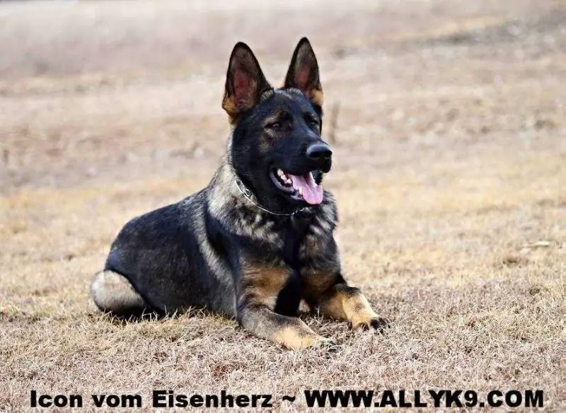 Vom eisenherz sales german shepherds