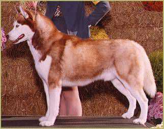 TRILLIUM BLUE'S MYSTIC MYTUK OF ASLAN
