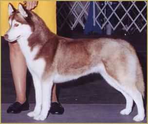 TRILLIUM BLUE'S LEGACY OF IVANA