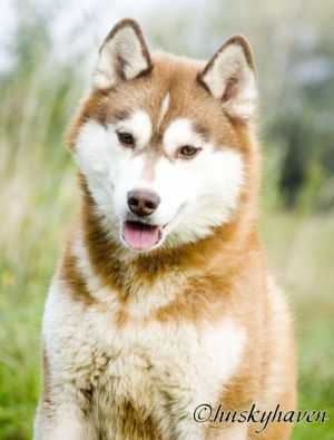 HUSKY HAVEN NEW BROADWAY STAR