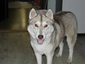 HUSKY HAVEN HOT FLORIDA