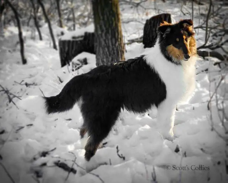Pebblecreek's Crown Prince