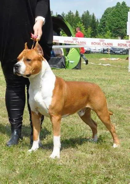 royal canin american staffordshire terrier