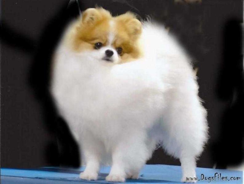 Chelanes pomeranians sales
