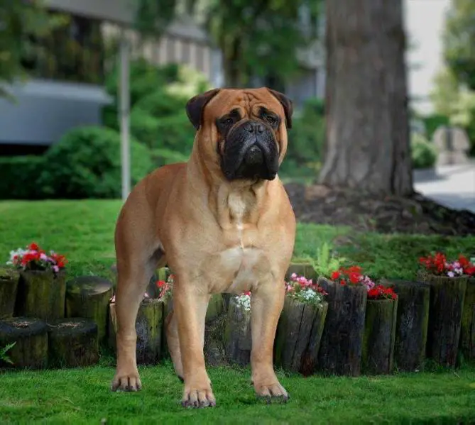 Grand bullmastiff best sale