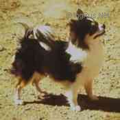 Onlyone Ouachitah Stormcloud