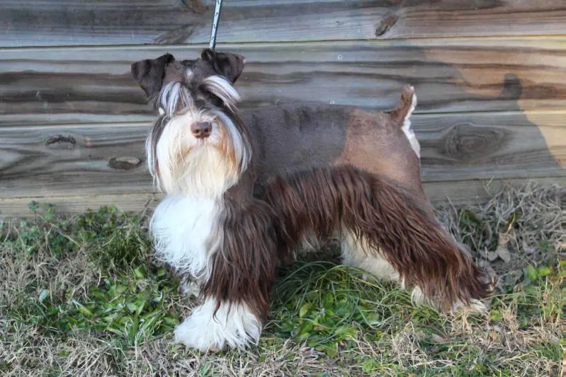 McDorable's samson the great