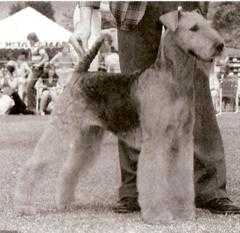 Sunnydale Doc Holiday  AKC