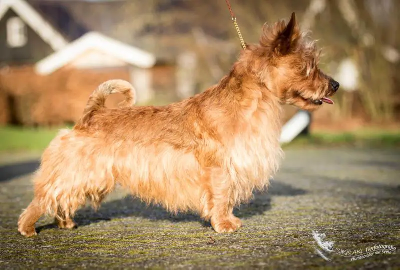 Mongrel's Gordon