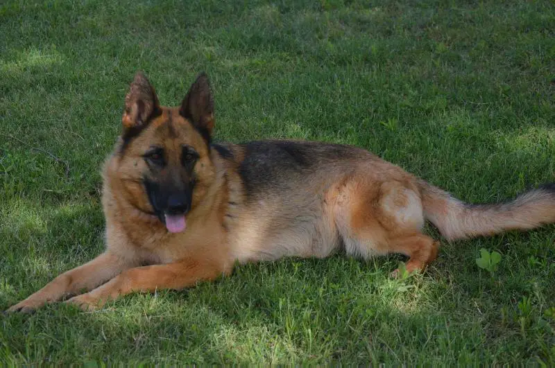 vom haus berg german shepherds