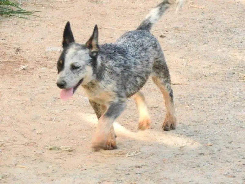 blue heeler pedigree