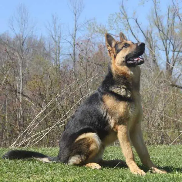 Rosehall shop german shepherds