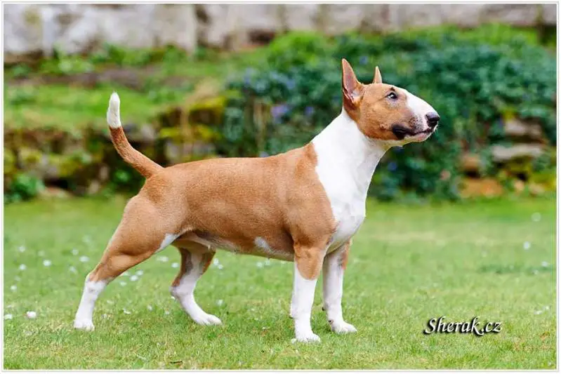 Avallon Beauty Mini Sherak