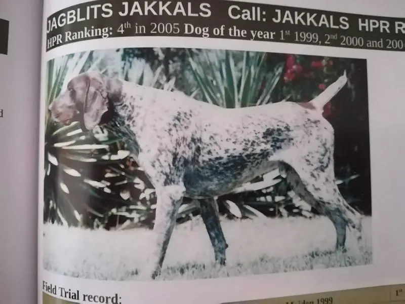 JAGBLITS JAKKALS NA