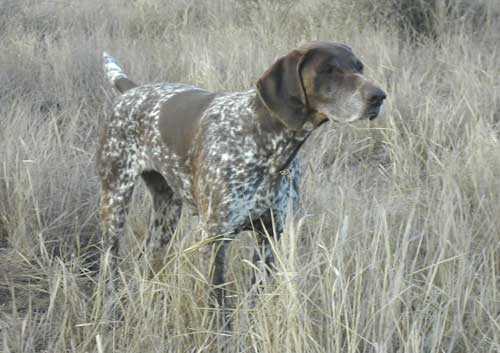 JAGVELD KATIE OF BHULISA