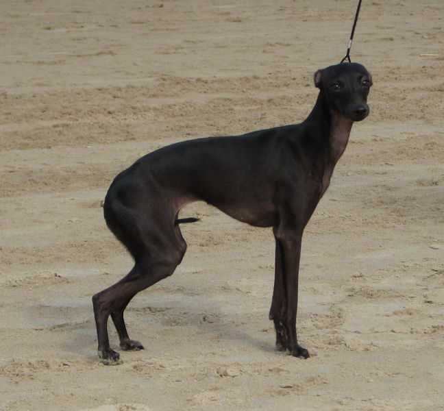 ELEDI GRACE LA BELLE ETOILLE NOIRE