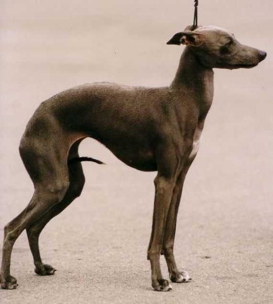 LATOJA EL-GRACE