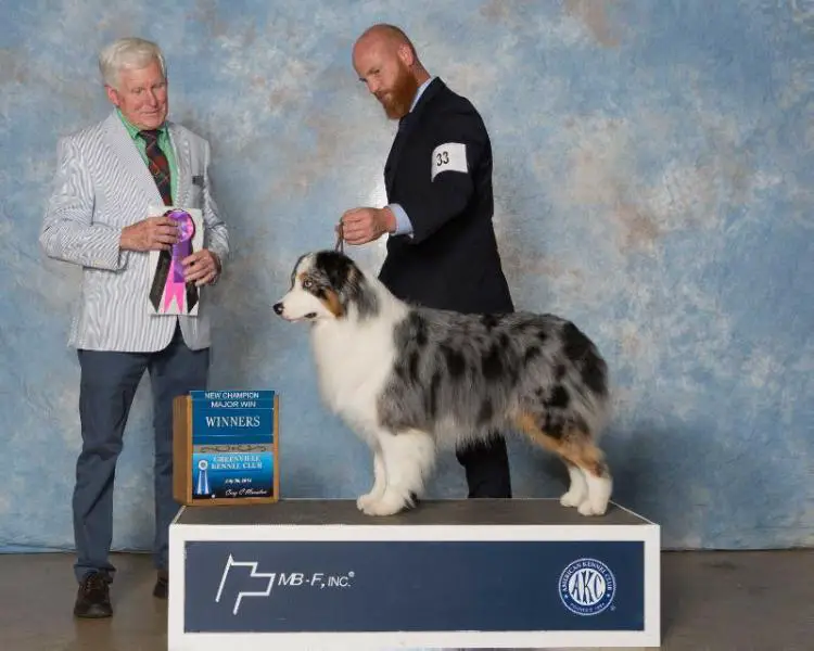 limited edition steiff bears