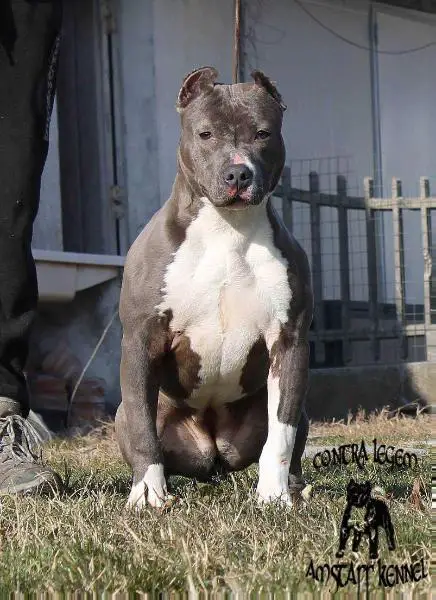 sapphire bull terrier