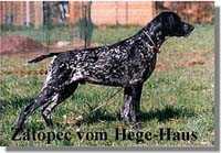 ZATOPEC KS VOM HEGE-HAUS