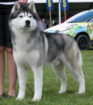 HUSKY HAVEN VIKING GLORY