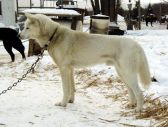 Howling Spirits Fritz 78.35
