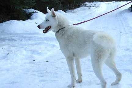 Starfire’s Ice of Ebony 94.83