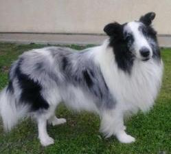 Mr. Pippin Le Pew