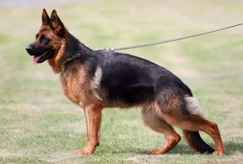 sv german shepherd