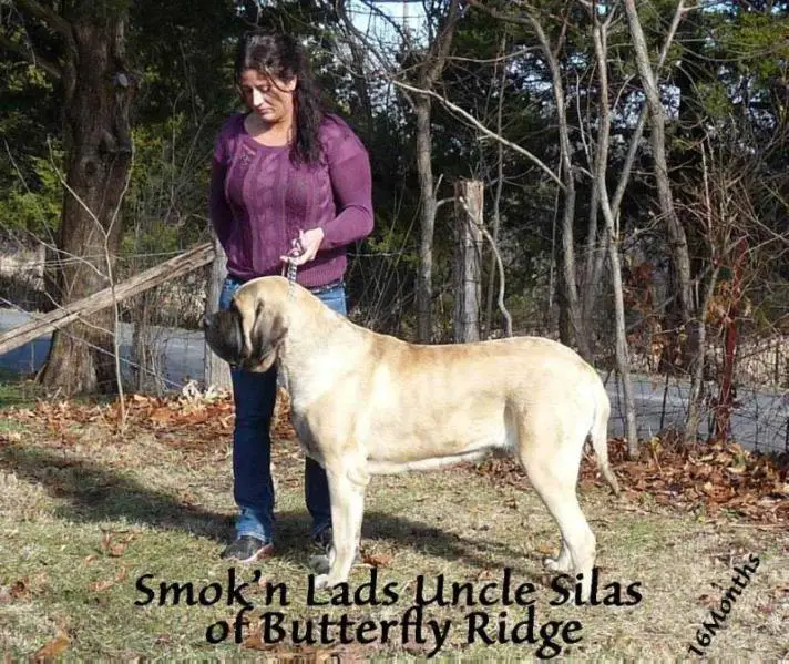 Smok'N Lad's Uncle Silas of Butterfly Ridge