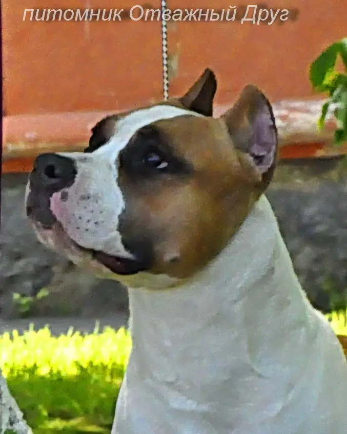 Otvazhnyj Drug Chelsea