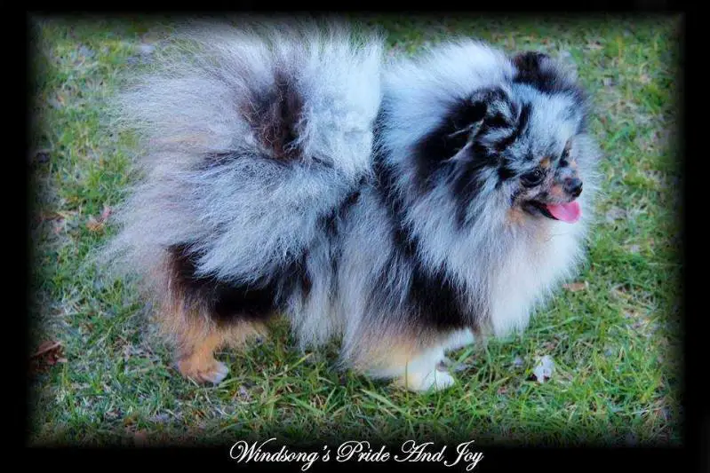windsong pomeranians