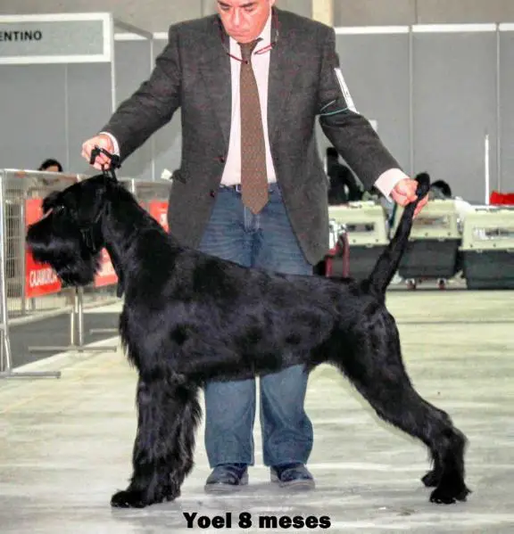Foxwood giant best sale schnauzers