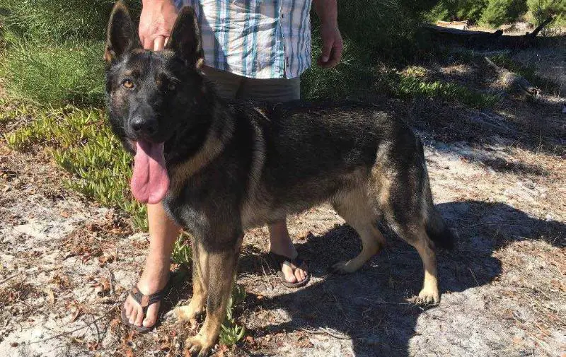 von german shepherd breeders