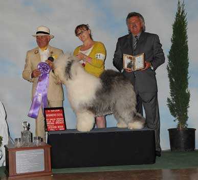 snowdowne old english sheepdogs
