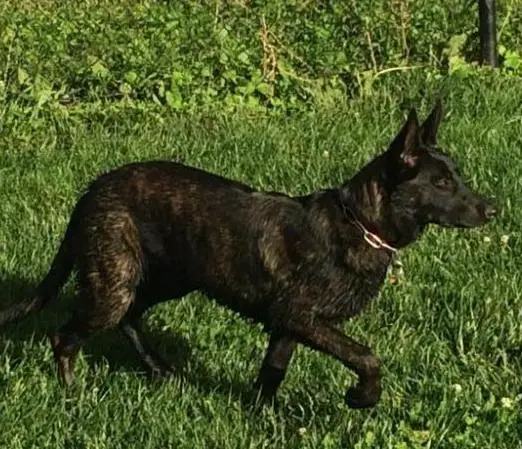 Elite Dutch K9's Mina