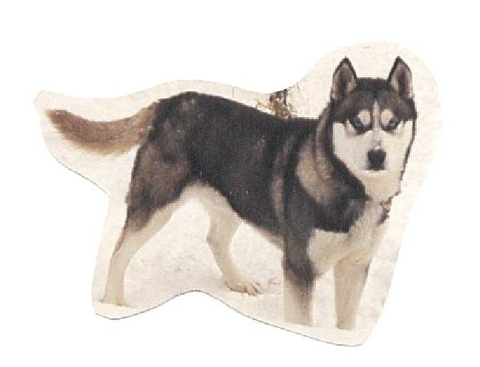 Chercon's Wild Timber