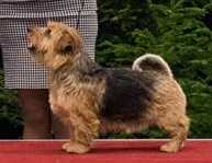 Terravirtus Edinburgh Duke
