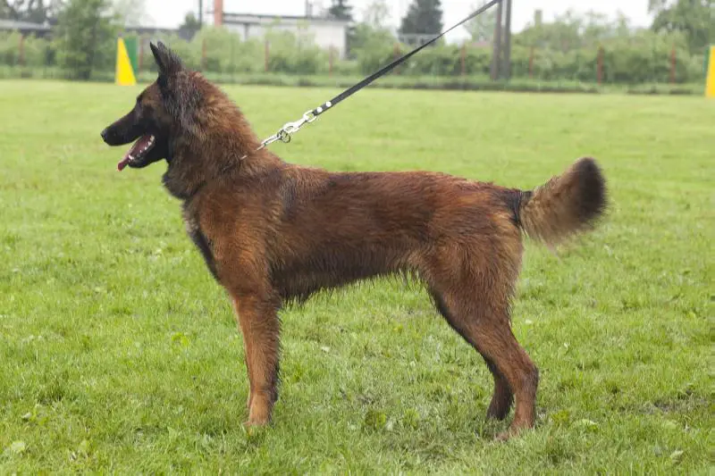working line belgian tervuren