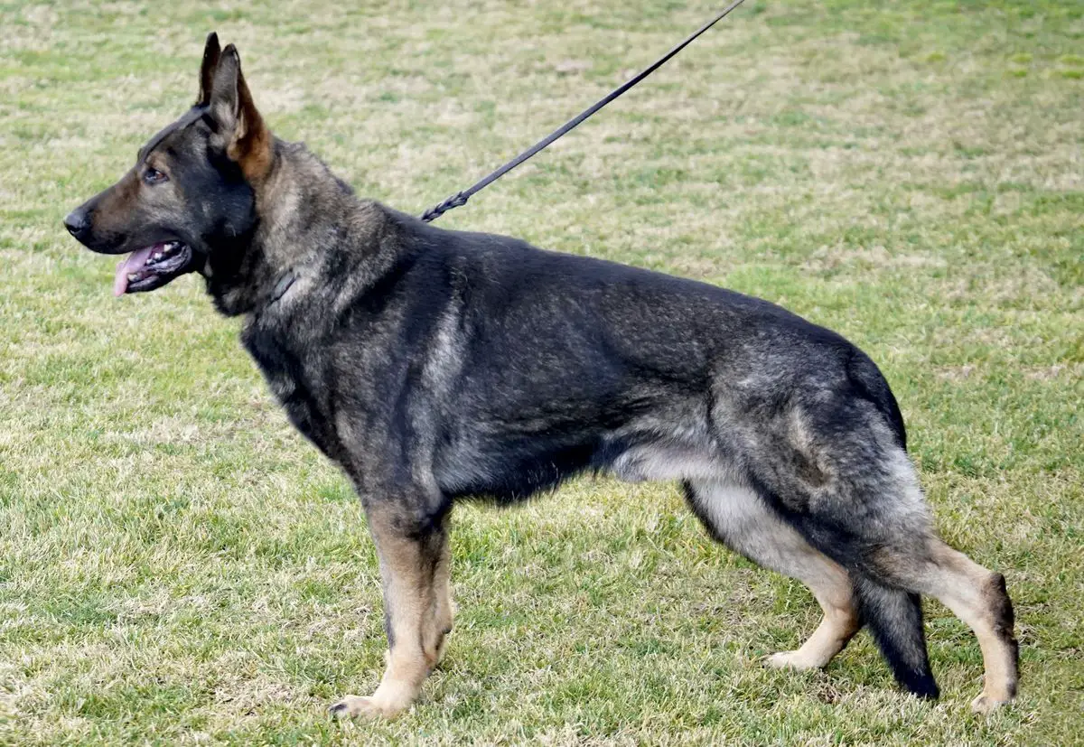 aus dem tal german shepherds