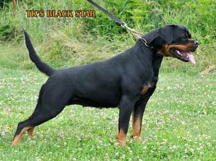 TK S Black Star Rottweiler