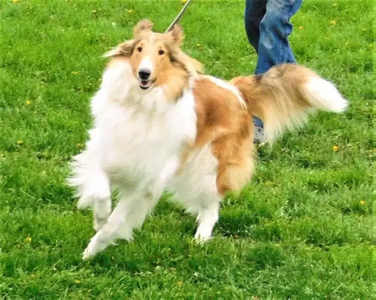 Newman's Big Skye Lass