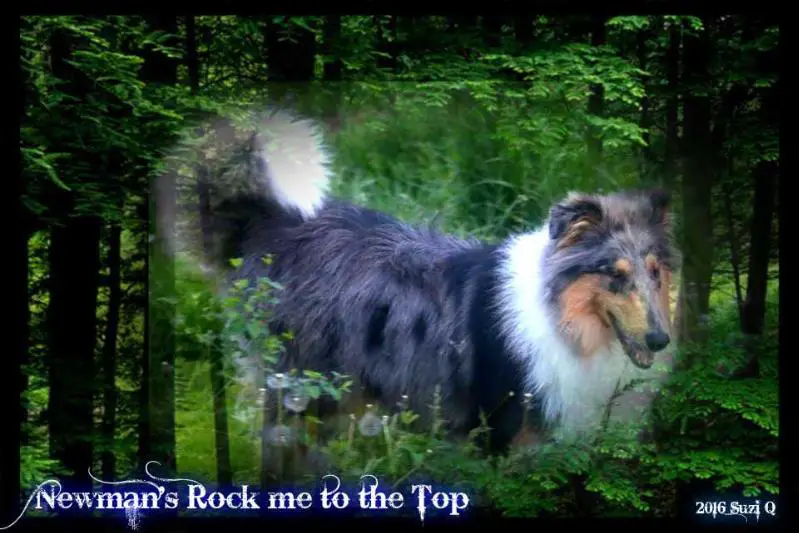 Newman's Rock Me To The Top