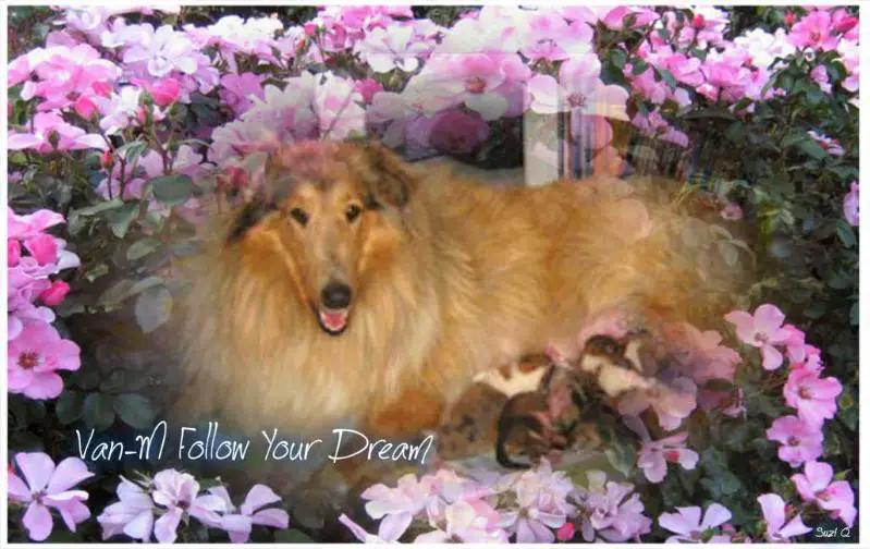 Van-M Follow Your Dream